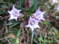 Gentiana cephalantha