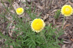 Coronidium scorpioides