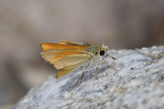 Copaeodes aurantiaca