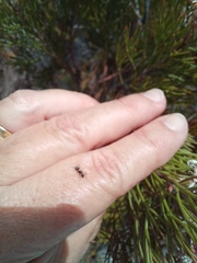 Camponotus