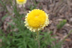 Coronidium scorpioides