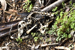 Potorous tridactylus