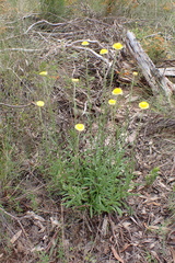 Coronidium scorpioides