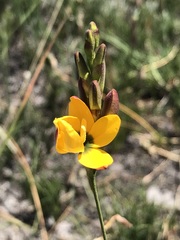 Ixia dubia