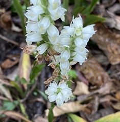 Spiranthes odorata