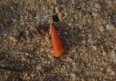 Seila crocea