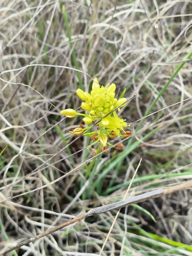 Image of Bulbine abyssinica by (c) Ricus Nel, some rights reserved (CC BY)