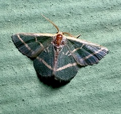 Mixocera latilineata