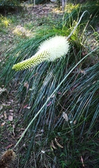 Xanthorrhoea macronema