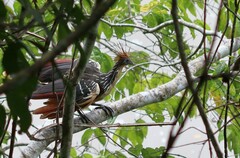 Opisthocomus hoazin