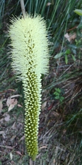 Xanthorrhoea macronema