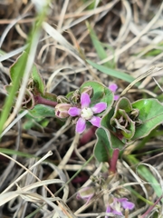 Raphionacme hirsuta