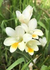Freesia leichtlinii