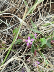 Raphionacme hirsuta