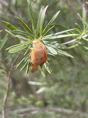Paropsis atomaria