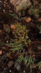 Thesium transvaalense