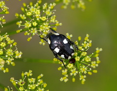 Mausoleopsis amabilis