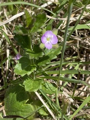 Veronica calycina