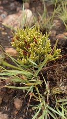 Thesium transvaalense