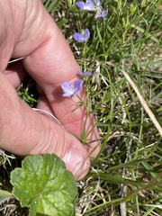 Veronica gracilis