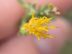 Pegolettia