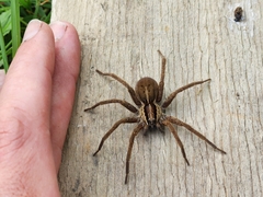 Dolomedes minor