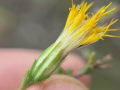 Pegolettia