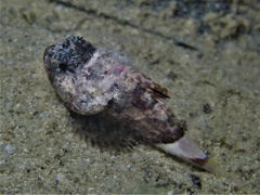 Maxillicosta scabriceps