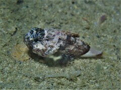 Maxillicosta scabriceps