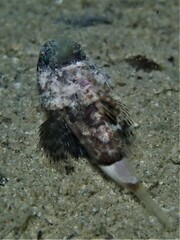 Maxillicosta scabriceps