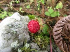 Potentilla hebiichigo