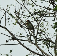 Psilopogon haemacephalus