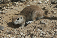 Xerospermophilus tereticaudus