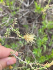 Pegolettia