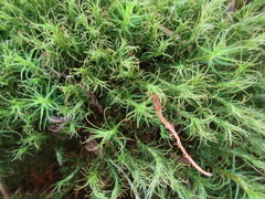 Bartramia pomiformis