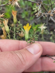 Pegolettia