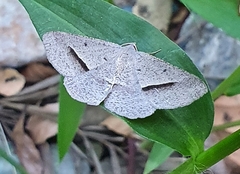 Isturgia penthearia
