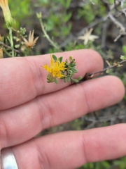 Pegolettia