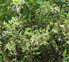 Rhus mysorensis