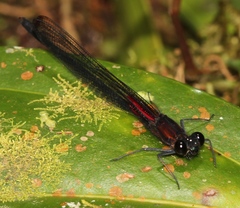 Hetaerina cruentata