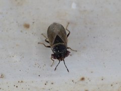 Geocoris megacephalus