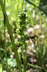Microtis arenaria