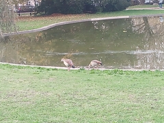 Alopochen aegyptiaca