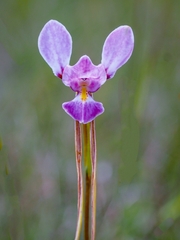 Diuris punctata