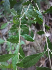 Callicarpa remotiflora