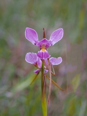 Diuris punctata
