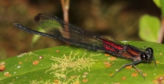 Hetaerina cruentata