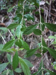 Callicarpa remotiflora