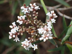 Leucopogon australis