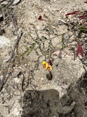 Bossiaea buxifolia